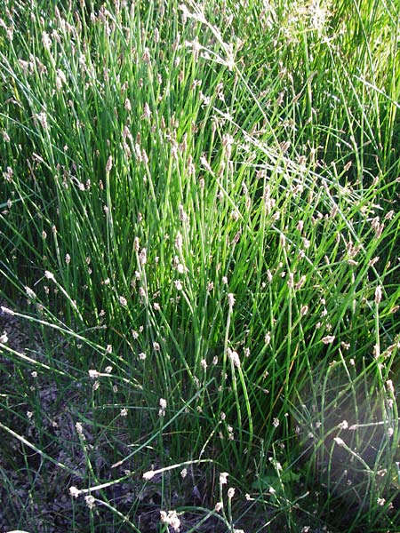 Eleocharis palustris agg. \ Gew�hnliche Sumpfbinse, Gemeine Sumpfsimse / Common Spike Rush, D Dieburg 17.6.2015