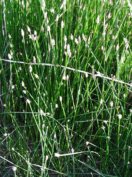 Eleocharis palustris agg. \ Gew�hnliche Sumpfbinse, Gemeine Sumpfsimse / Common Spike Rush, D Dieburg 17.6.2015
