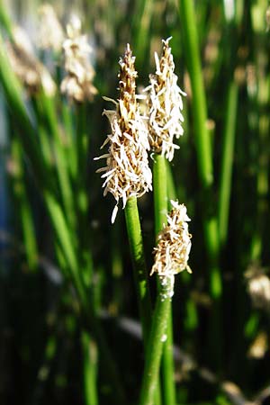 Eleocharis palustris agg. \ Gew�hnliche Sumpfbinse, Gemeine Sumpfsimse / Common Spike Rush, D Dieburg 17.6.2015