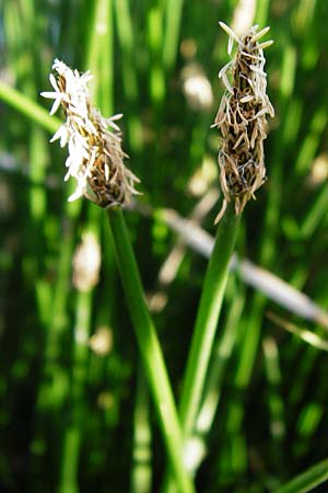 Eleocharis palustris agg. \ Gew�hnliche Sumpfbinse, Gemeine Sumpfsimse / Common Spike Rush, D Dieburg 17.6.2015