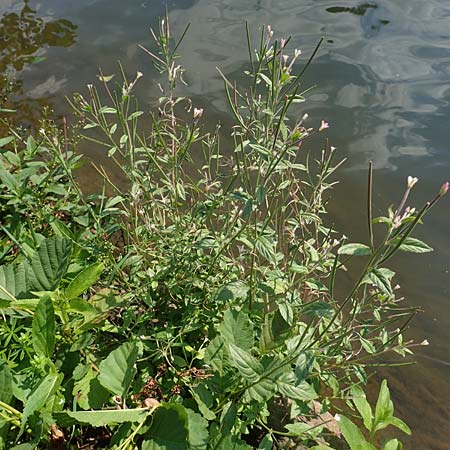 Epilobium roseum \ Rosenrotes Weidenr�schen / Pale Willowherb, D Nassau an der Lahn 22.8.2015