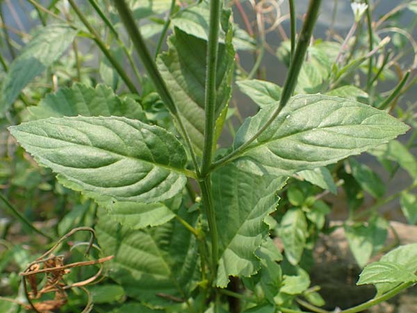 Epilobium roseum \ Rosenrotes Weidenr�schen / Pale Willowherb, D Nassau an der Lahn 22.8.2015