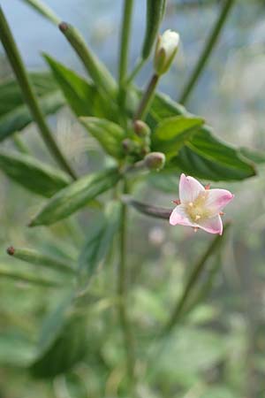 Epilobium roseum \ Rosenrotes Weidenr�schen / Pale Willowherb, D Nassau an der Lahn 22.8.2015