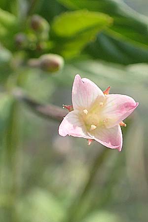 Epilobium roseum \ Rosenrotes Weidenr�schen / Pale Willowherb, D Nassau an der Lahn 22.8.2015