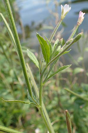 Epilobium roseum \ Rosenrotes Weidenr�schen / Pale Willowherb, D Nassau an der Lahn 22.8.2015