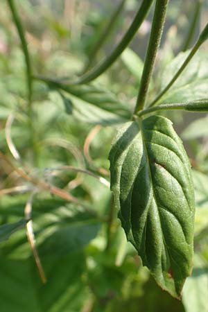 Epilobium roseum \ Rosenrotes Weidenr�schen / Pale Willowherb, D Nassau an der Lahn 22.8.2015