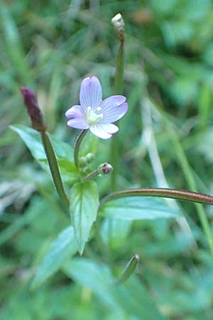 Epilobium collinum \ H�gel-Weidenr�schen / Hill Willowherb, D Odenwald, Hammelbach 2.10.2015