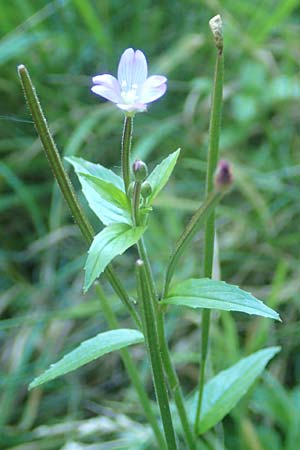 Epilobium collinum \ H�gel-Weidenr�schen / Hill Willowherb, D Odenwald, Hammelbach 2.10.2015