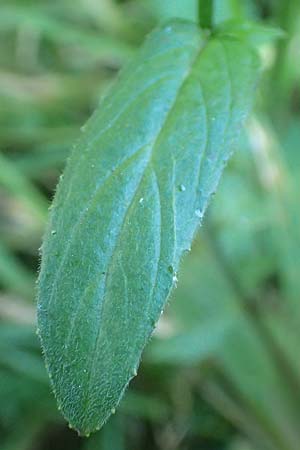 Epilobium collinum \ H�gel-Weidenr�schen / Hill Willowherb, D Odenwald, Hammelbach 2.10.2015