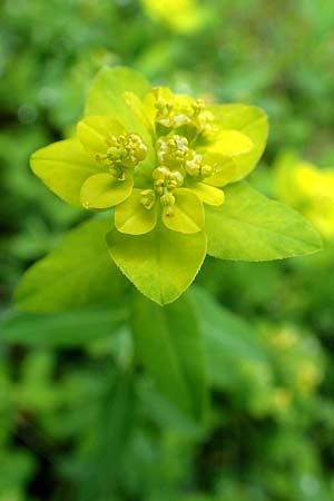 Euphorbia platyphyllos \ Breitbl�ttrige Wolfsmilch / Broad-Leaved Spurge, D Lonetal bei/near Bissingen 9.6.2016