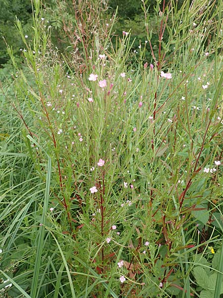 Epilobium tetragonum \ Vierkantiges Weidenr�schen / Square-Stalked Willowherb, D Kleinwallstadt am Main 16.7.2016