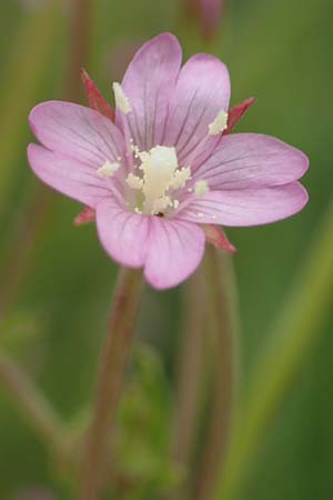 Epilobium tetragonum \ Vierkantiges Weidenr�schen / Square-Stalked Willowherb, D Kleinwallstadt am Main 16.7.2016