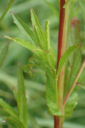 Epilobium tetragonum \ Vierkantiges Weidenr�schen / Square-Stalked Willowherb, D Kleinwallstadt am Main 16.7.2016