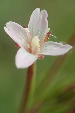Epilobium tetragonum \ Vierkantiges Weidenr�schen / Square-Stalked Willowherb, D Kleinwallstadt am Main 16.7.2016