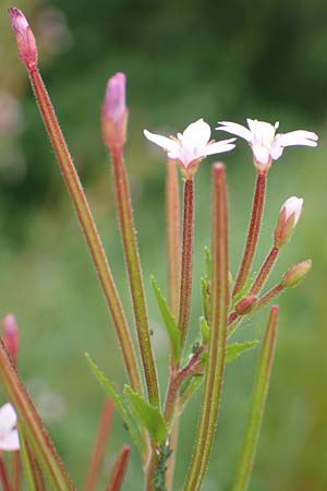 Epilobium tetragonum \ Vierkantiges Weidenr�schen / Square-Stalked Willowherb, D Kleinwallstadt am Main 16.7.2016