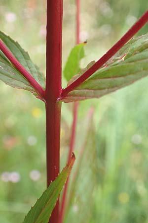 Epilobium tetragonum \ Vierkantiges Weidenr�schen / Square-Stalked Willowherb, D Kleinwallstadt am Main 16.7.2016