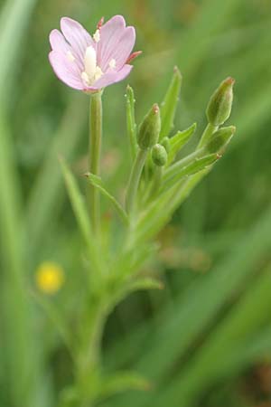 Epilobium tetragonum \ Vierkantiges Weidenr�schen / Square-Stalked Willowherb, D Kleinwallstadt am Main 16.7.2016