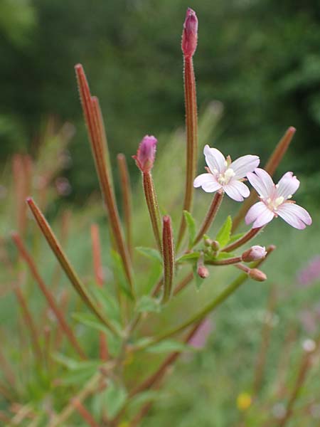Epilobium tetragonum \ Vierkantiges Weidenr�schen / Square-Stalked Willowherb, D Kleinwallstadt am Main 16.7.2016