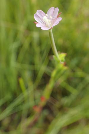 Epilobium tetragonum \ Vierkantiges Weidenr�schen / Square-Stalked Willowherb, D Kehl 23.7.2016