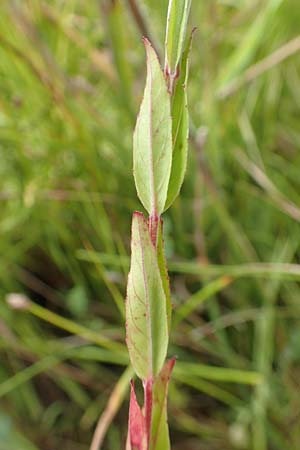 Epilobium tetragonum \ Vierkantiges Weidenr�schen / Square-Stalked Willowherb, D Kehl 23.7.2016