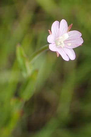 Epilobium tetragonum \ Vierkantiges Weidenr�schen / Square-Stalked Willowherb, D Kehl 23.7.2016