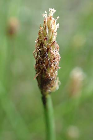 Eleocharis palustris agg. \ Gew�hnliche Sumpfbinse, Gemeine Sumpfsimse / Common Spike Rush, D Donaueschingen 6.9.2016