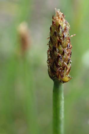 Eleocharis palustris agg. \ Gew�hnliche Sumpfbinse, Gemeine Sumpfsimse / Common Spike Rush, D Donaueschingen 6.9.2016