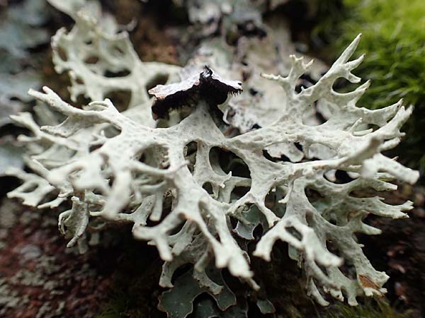 Evernia prunastri \ Pflaumen-Flechte, Eichenmoos, D Odenwald, Beerfelden 18.2.2017