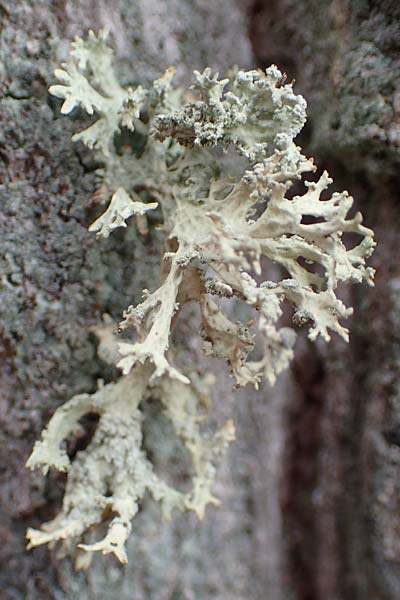 Evernia prunastri \ Pflaumen-Flechte, Eichenmoos, D Odenwald, Beerfelden 18.2.2017