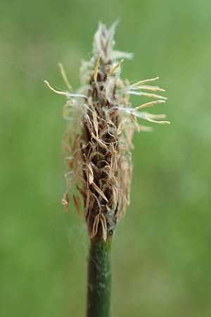 Eleocharis palustris agg. \ Gew�hnliche Sumpfbinse, Gemeine Sumpfsimse / Common Spike Rush, D Drover Heide 24.5.2018