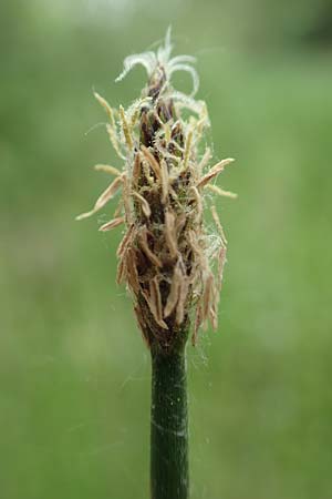Eleocharis palustris agg. \ Gew�hnliche Sumpfbinse, Gemeine Sumpfsimse / Common Spike Rush, D Drover Heide 24.5.2018
