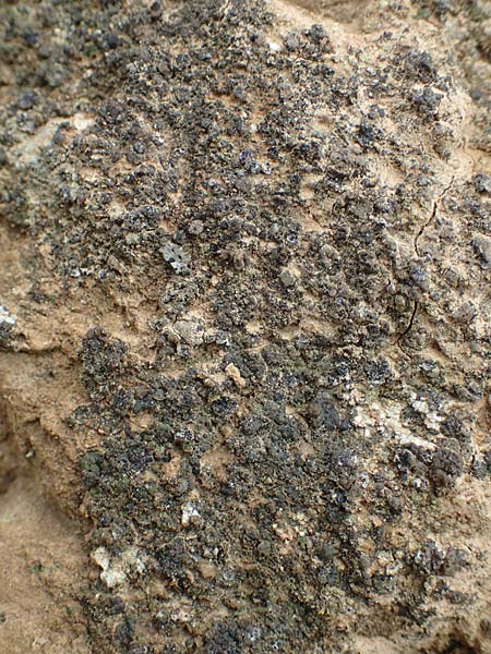 Endocarpon pusillum \ Kleine Leder-Flechte, D Alsheim 1.6.2018