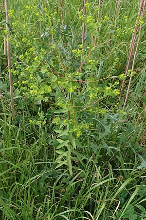 Euphorbia platyphyllos \ Breitbl�ttrige Wolfsmilch / Broad-Leaved Spurge, D Neulu&szlig;heim 7.7.2018