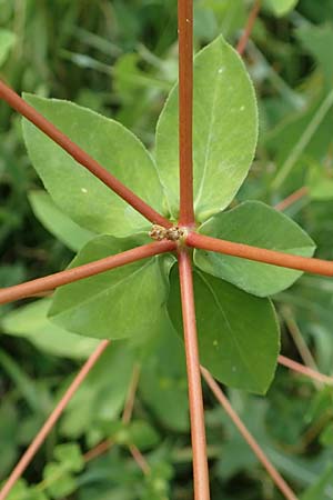 Euphorbia platyphyllos \ Breitbl�ttrige Wolfsmilch / Broad-Leaved Spurge, D Neulu&szlig;heim 7.7.2018