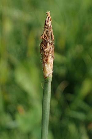 Eleocharis palustris agg. \ Gew�hnliche Sumpfbinse, Gemeine Sumpfsimse / Common Spike Rush, D Neulu&szlig;heim 7.7.2018