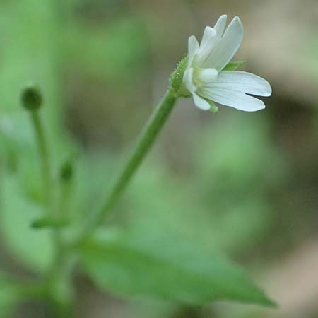 Epilobium pallidiglandulosum \ Bleiches Alaska-Weidenr�schen / Pale Northern Willowherb, D Aachen 26.7.2019