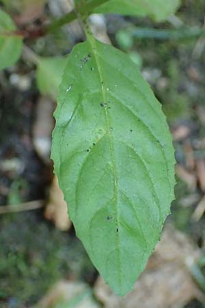 Epilobium pallidiglandulosum \ Bleiches Alaska-Weidenr�schen / Pale Northern Willowherb, D Aachen 26.7.2019
