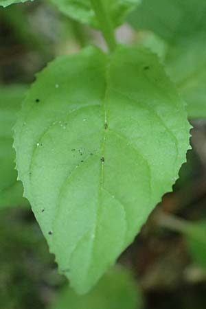 Epilobium pallidiglandulosum \ Bleiches Alaska-Weidenr�schen / Pale Northern Willowherb, D Aachen 26.7.2019
