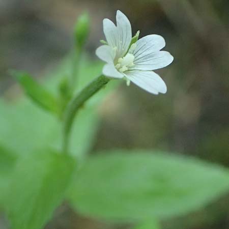 Epilobium pallidiglandulosum \ Bleiches Alaska-Weidenr�schen / Pale Northern Willowherb, D Aachen 26.7.2019