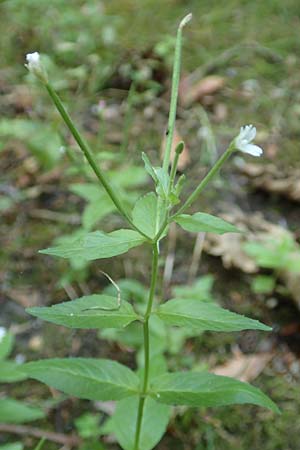 Epilobium pallidiglandulosum \ Bleiches Alaska-Weidenr�schen / Pale Northern Willowherb, D Aachen 26.7.2019
