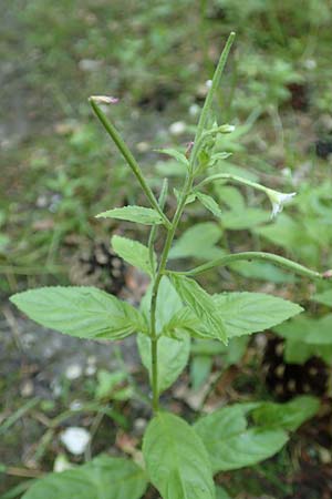 Epilobium pallidiglandulosum \ Bleiches Alaska-Weidenr�schen / Pale Northern Willowherb, D Aachen 26.7.2019