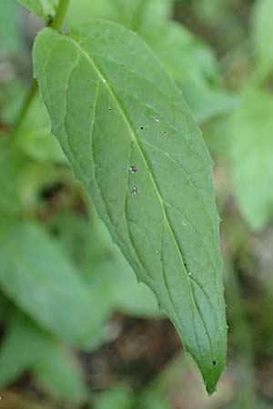 Epilobium pallidiglandulosum \ Bleiches Alaska-Weidenr�schen / Pale Northern Willowherb, D Aachen 26.7.2019