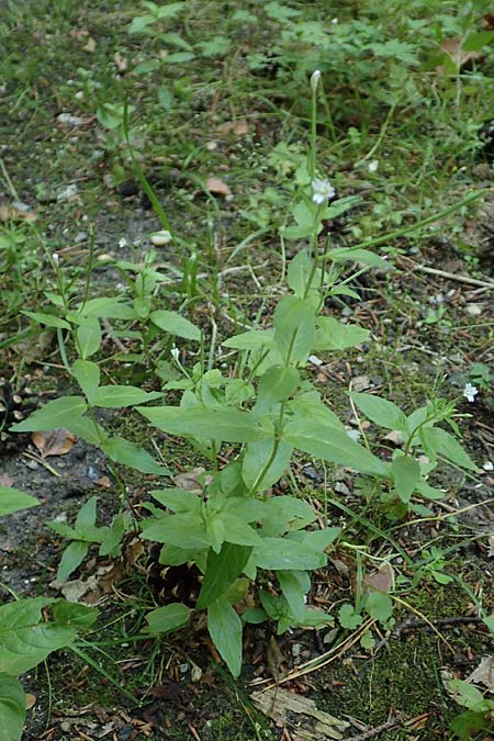 Epilobium pallidiglandulosum \ Bleiches Alaska-Weidenr�schen / Pale Northern Willowherb, D Aachen 26.7.2019