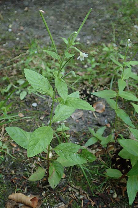 Epilobium pallidiglandulosum \ Bleiches Alaska-Weidenr�schen / Pale Northern Willowherb, D Aachen 26.7.2019