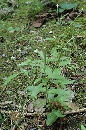 Epilobium pallidiglandulosum \ Bleiches Alaska-Weidenr�schen / Pale Northern Willowherb, D Aachen 26.7.2019