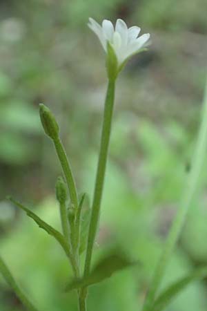 Epilobium pallidiglandulosum \ Bleiches Alaska-Weidenr�schen / Pale Northern Willowherb, D Aachen 26.7.2019