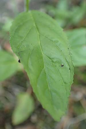 Epilobium pallidiglandulosum \ Bleiches Alaska-Weidenr�schen / Pale Northern Willowherb, D Aachen 26.7.2019