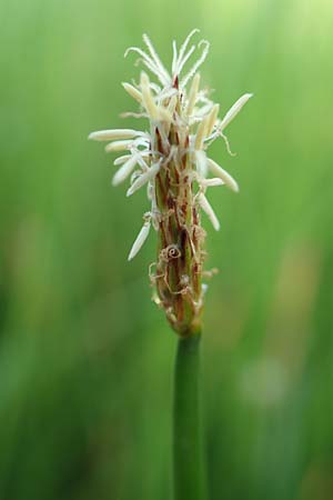 Eleocharis palustris agg. \ Gew�hnliche Sumpfbinse, Gemeine Sumpfsimse / Common Spike Rush, D Hattersheim-Eddersheim 4.8.2019