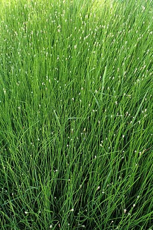 Eleocharis palustris agg. \ Gew�hnliche Sumpfbinse, Gemeine Sumpfsimse / Common Spike Rush, D Hattersheim-Eddersheim 4.8.2019