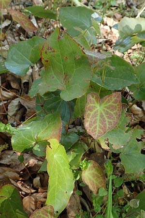 Epimedium perralderianum \ Algerische Sockenblume / Barren-Wort, D Wagh&auml;usel-Wiesental 15.4.2020